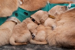 08094d5e359dd18b8f8500b26b75241c_246