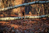 0947c21b75c3f92d2825f9dc1f2e39c0_194