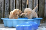 098728b78bc48418804dad7833114f41_195x130_fill