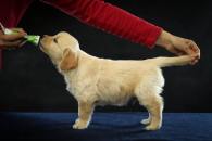 09d99cee3bb54d9d96073d80e497997d_195