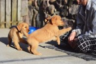 0af29cbe0345f89d9e7bee88243e02fd_195x130_fill