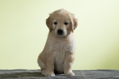 0bee97a60a98013e8e868503320ad198_246