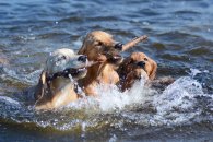 0c51a8bb01848c769dbbf04a5b40601b_195