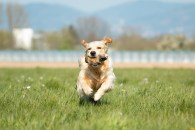 0c64e899b86ceb76669f61ff68921323_195