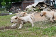 0c983dc77195803b3b71ec967c5d1c62_195