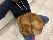 0cfe59e502da7924db63357dd6820848_184x138_fill