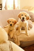 0d9401fcb2dd55b8467acb2128ad33ca_130x195