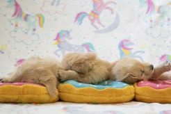 0db7b7dee192db7a23df1b5f37add516_246