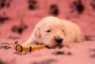 0de97e4b6f4473d8cb3f2331dc8a0584_194