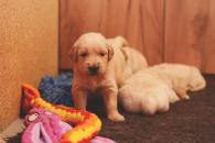 0e579eae9eaccdbadb01bec38a34ead6_195x130_fill