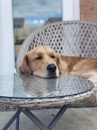 0e6bbb10a1db0523875c994b90a1332a_138x184_fill