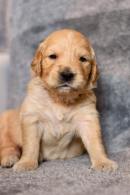 0ea9726e40eb969b63926a516b7449d8_130x195_fill