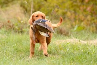 10a7eb2beef05e2632fa22345caf494b_194