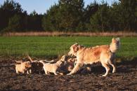 10e5c61b008bdfaf10bbef908db10d97_195