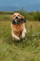 1183d2005bbe5565d9e6ed3b8976440d_130x195