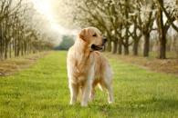 122fa7122c7f98f1cd29cb8d741c70c7_195