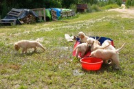 13d9717380ebe96abaad274467b51821_195