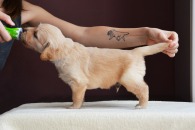 13f4e71f454fdb61f2407f96e3a3c046_195