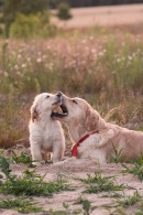 147a8165f31a5c3a787c8f63ee60382c_130x195_fill