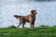 14b335ab174eb5f240e6143cbc3ba0e8_195x130_fill