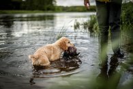 14e29129e06bd134ee97a1130b032349_195