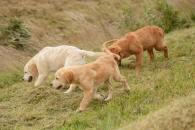 14e623d91d2e92eb1d38581834cf0068_195