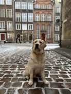 14ef73b857841ab270f536f30d409f9c_138x184_fill