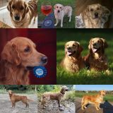 1550aa7fa59756a49641ecf8fe7c8da8_160x160_fill