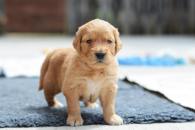 1592109f62b09e47059fae05ca96db79_195x130_fill