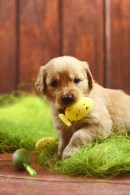 1726f818353e066f4b5105f7bbc20e10_130x195_fill