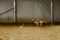 172f9a44c582d7abc0b3578e20a7dbe6_195x130_fill