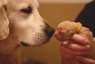 174216e25590165e39e66b8c4971f45e_194