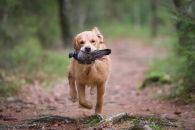 177c9b170a15d59767137c483221e592_195