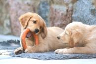 17a448635ca19ef26a35cca07b8be7d4_194