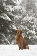 17a858b4d8b515a9855a500e1a1946e9_130x195