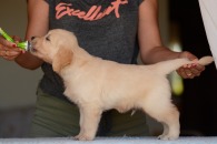 18507b49b2d88ba6995677cc988e4746_195