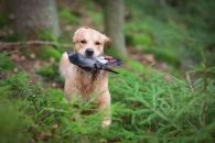 185cae78b0d31ea0e2d3f792a44bd09b_195