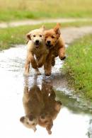 1922162d9852ac215341fdca857c36e3_130x195