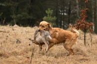 193b2ec38c8ed04dbc7cc3d2f019276b_195