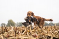 198cccd24963a0f506e62b2b6472c299_195