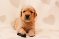 19cc8fe43ccd924a2354d18238c8e088_195x130_fill