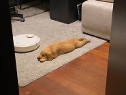 19dbfd00a816816d0b4ac7391cf20d7b_184x138_fill