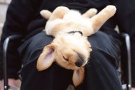 1aeb2e2c534b068ac3e740e4ec8252f2_194