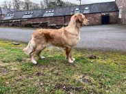 1bb6caa7e48ae591b03c5dc4e430204c_184x138_fill