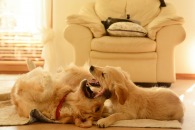 1bd3dab8c70bfe967ef7d05edf50601c_195x130_fill