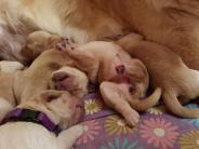 1c96f91c27e42cb32f48311d08a332d3_184x138_fill