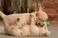 1ca9bf84cc55ce42f0bd5f4dd8448c0b_195