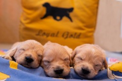 1d40cd0810a7f6412fb1cd869a55e764_246