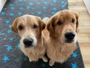 1d815a78362d2a1e0f11001d47383e22_184x138_fill