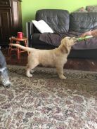 1e14acfa595ee2ca983bba28b5bedaa7_138x184_fill